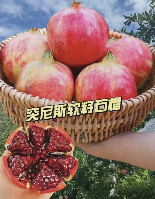 资本E家 这款突尼斯软籽石榴，现摘现发，好好吃